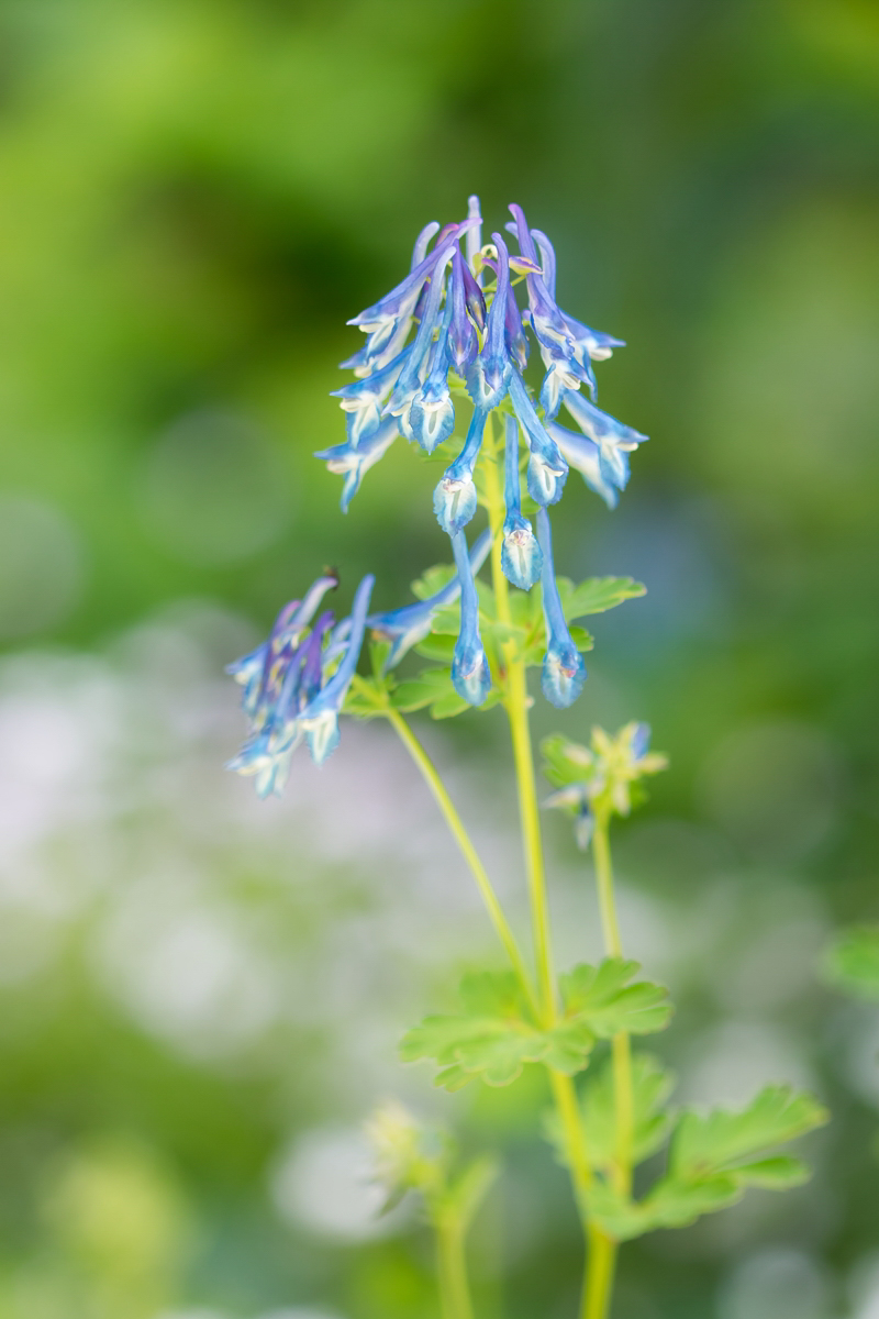 Corydalis elata; Papaveraceae (1).jpg