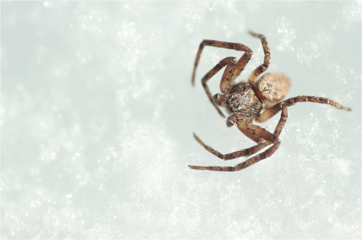 Philodromus cf cespitum01makro.jpg