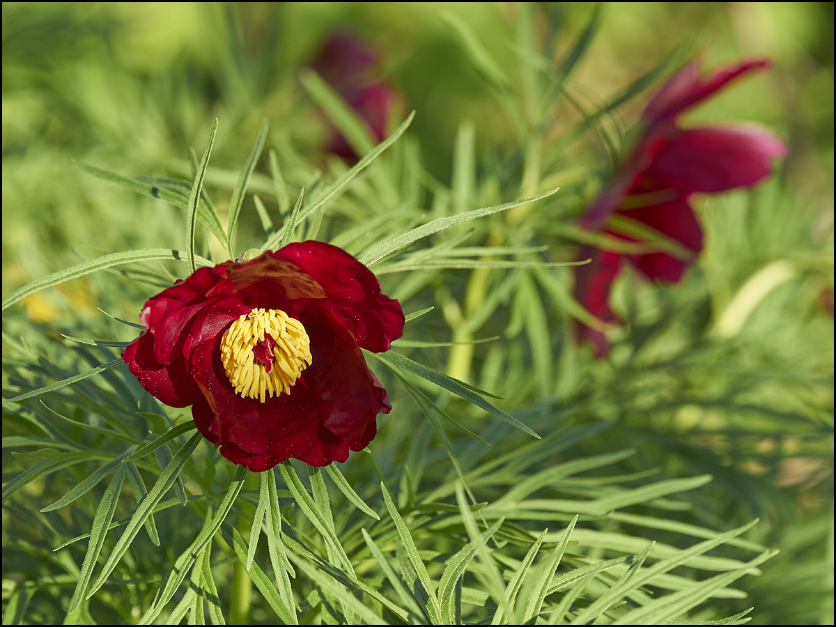 Paeonia Tenuifolia 4-3.jpg