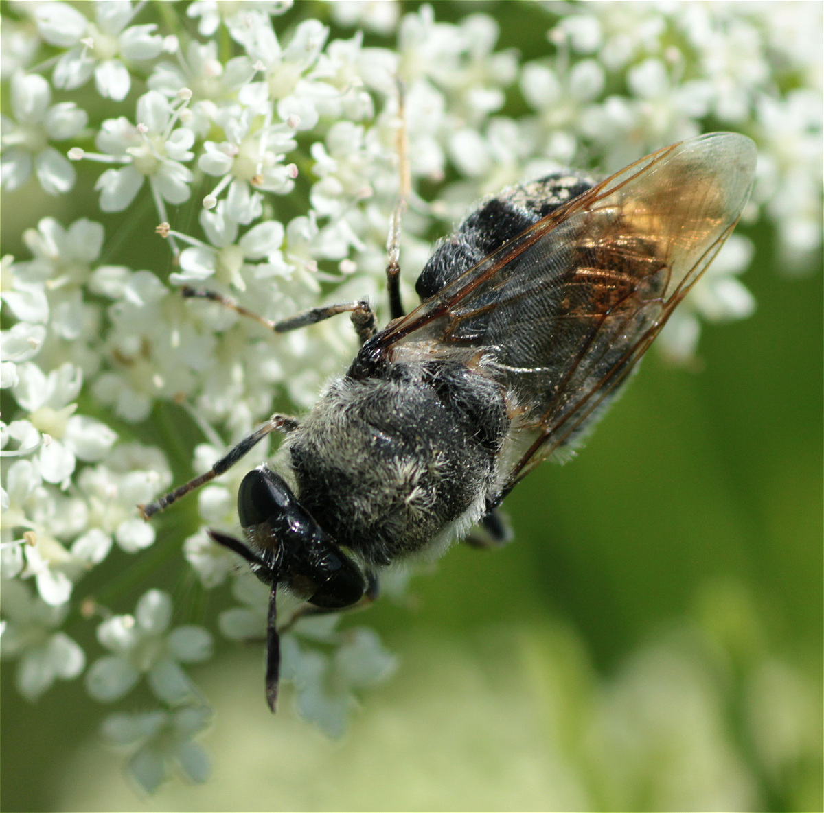 Stratiomys longicornis 04.jpg