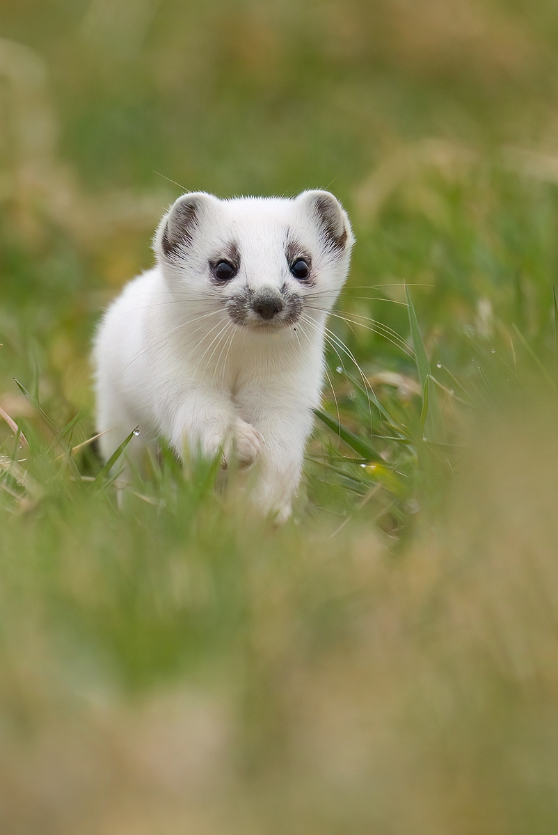 image__Matthias_Delle_wiesel_hermelin_mustela-erminea_grosses-wiesel_kurzschwanzwiesel_marder_marderartig.jpg