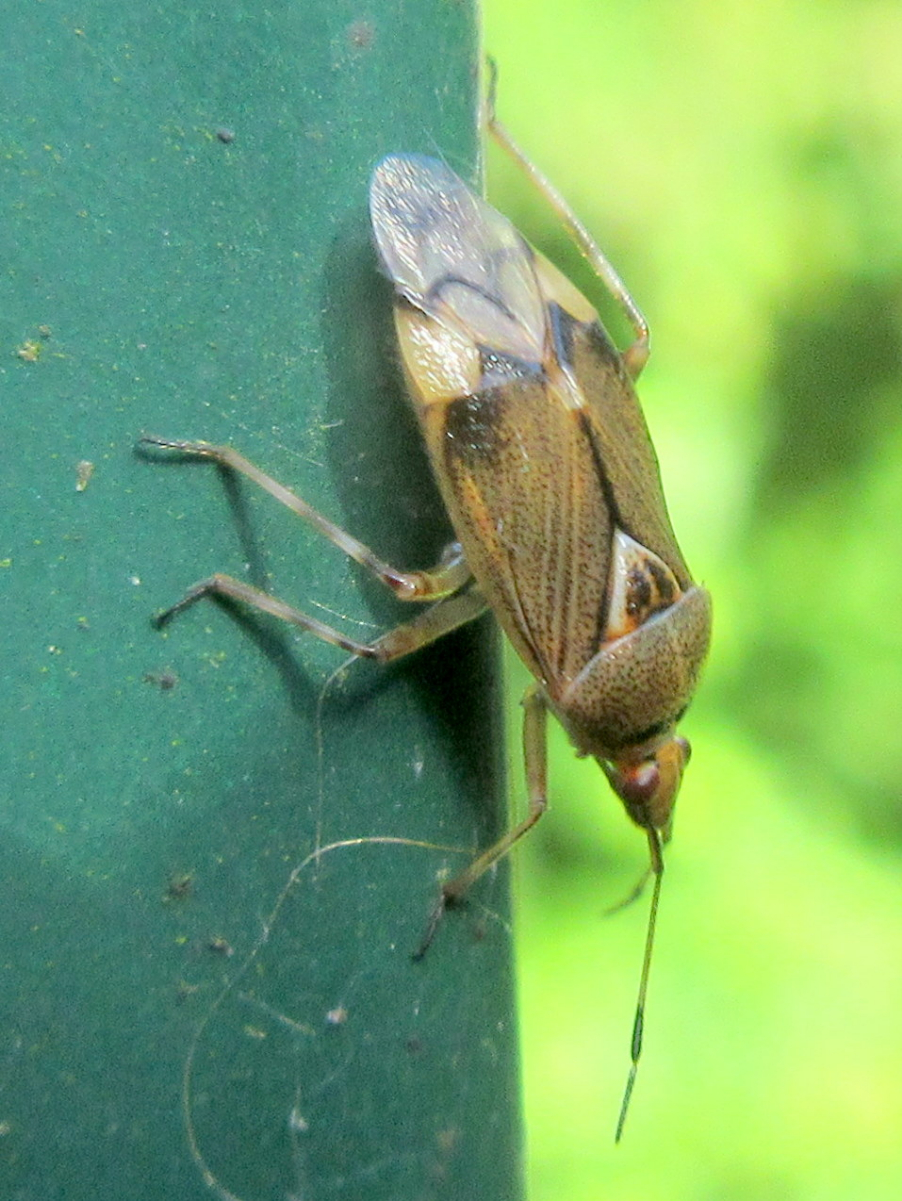 IMG_7584.JPG