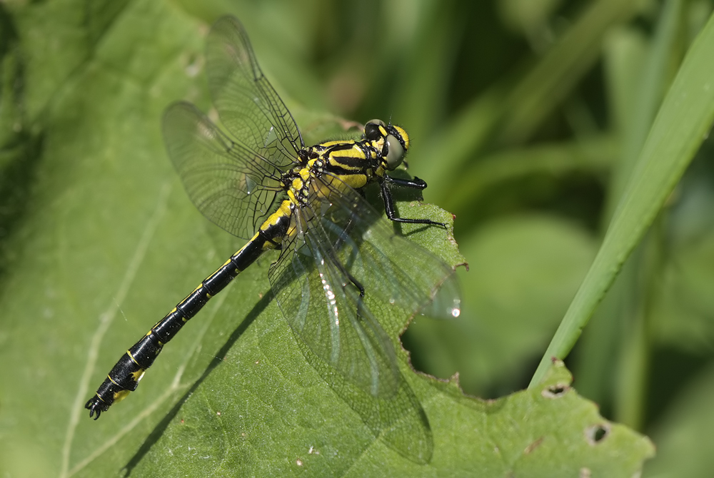 Gomphus vulgatissimus_m_juvenil_IMG_9865.jpg