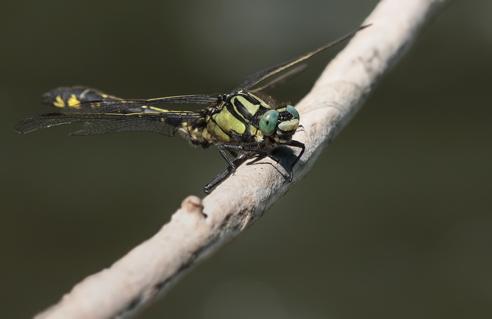 Gomphus vulgatissimus_m_ausgefärbt_IMG_1474.jpg