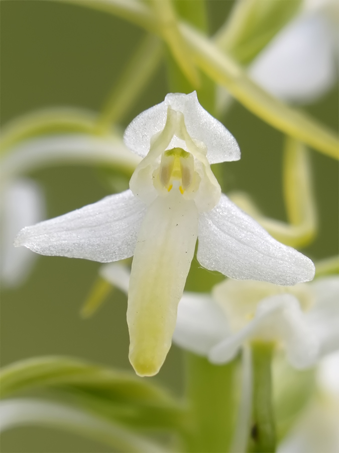 platanthera_bifolia_2_175.jpg