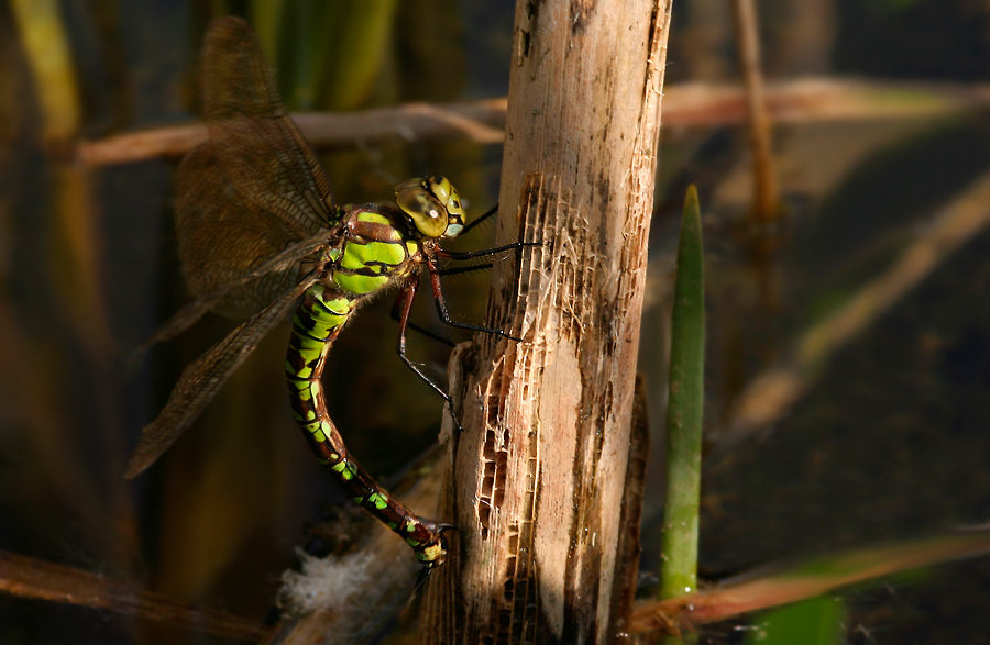 blaugrüne_Mosaikjungfer_Eiablage27092008_MF.jpg