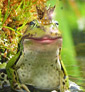 Benutzeravatar