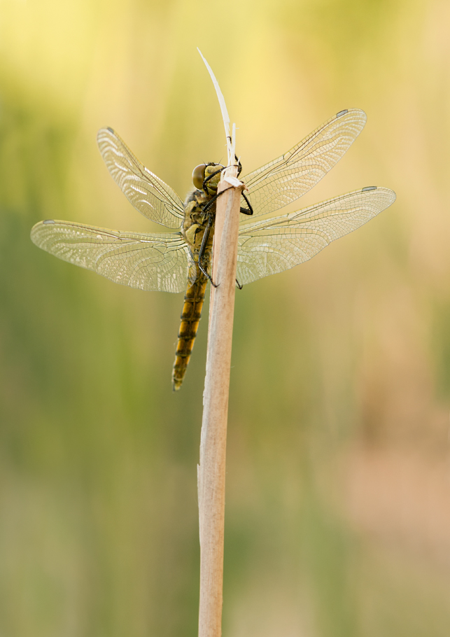 Libelle web DSC_6683.jpg