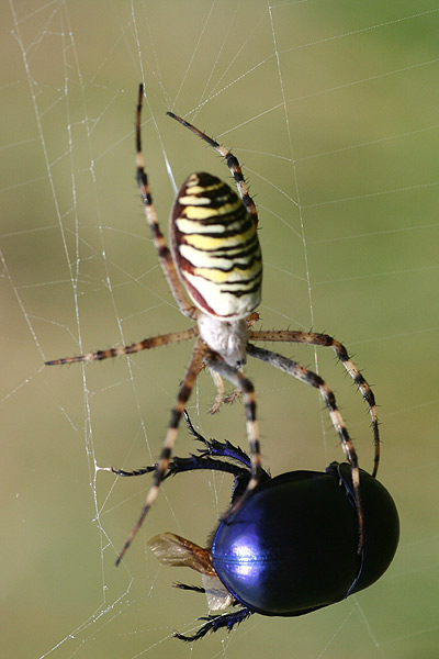wespenspinne-2.jpg