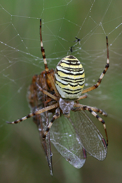 wespenspinne-1.jpg