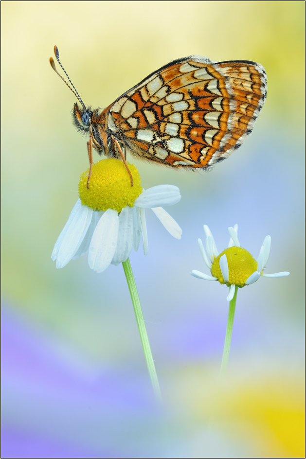 web-baldrian-scheckenfalter-melitaea-diamina.jpg