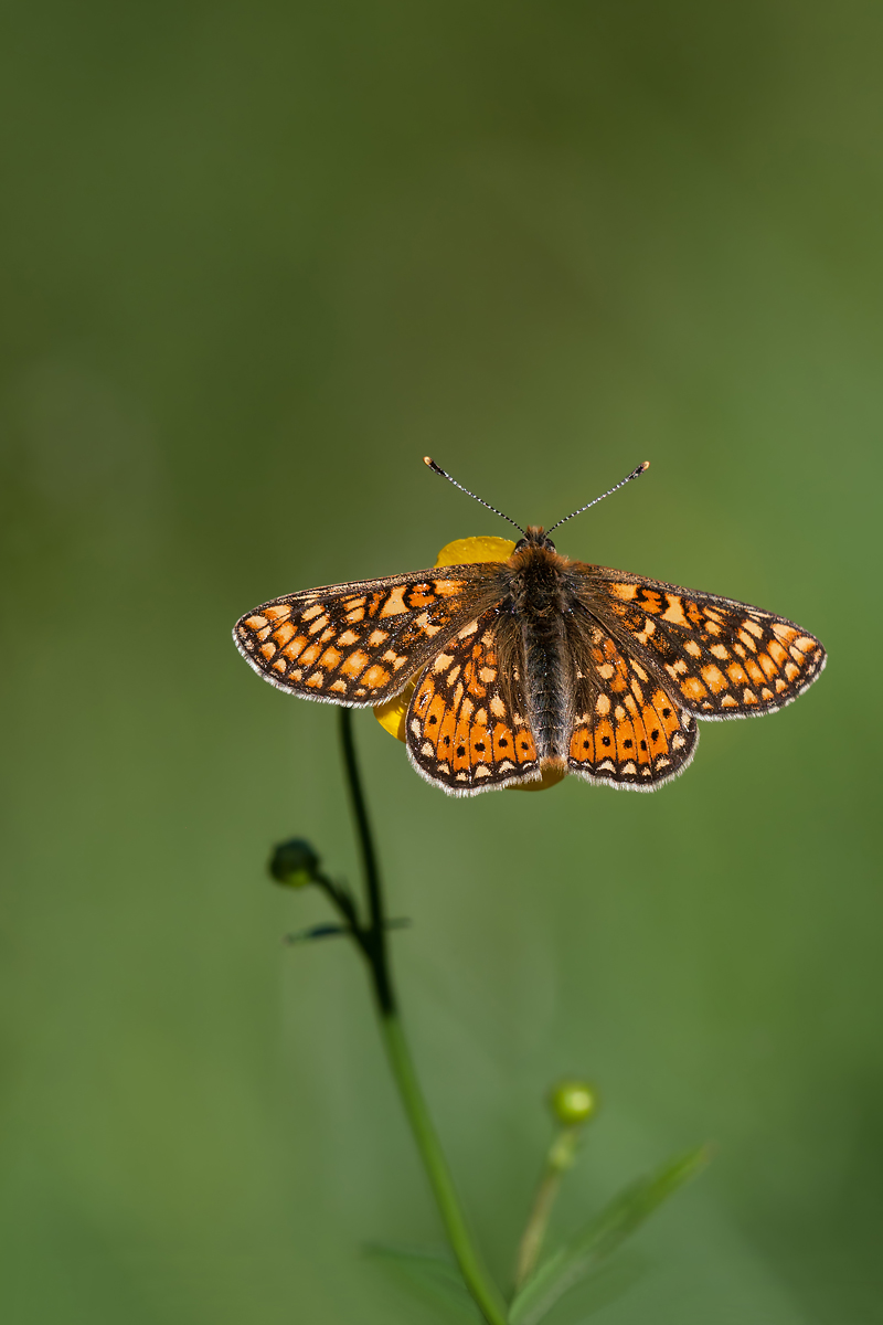 compScheckenfalter11.5.2012HinwilDSC_2627 84%.jpg
