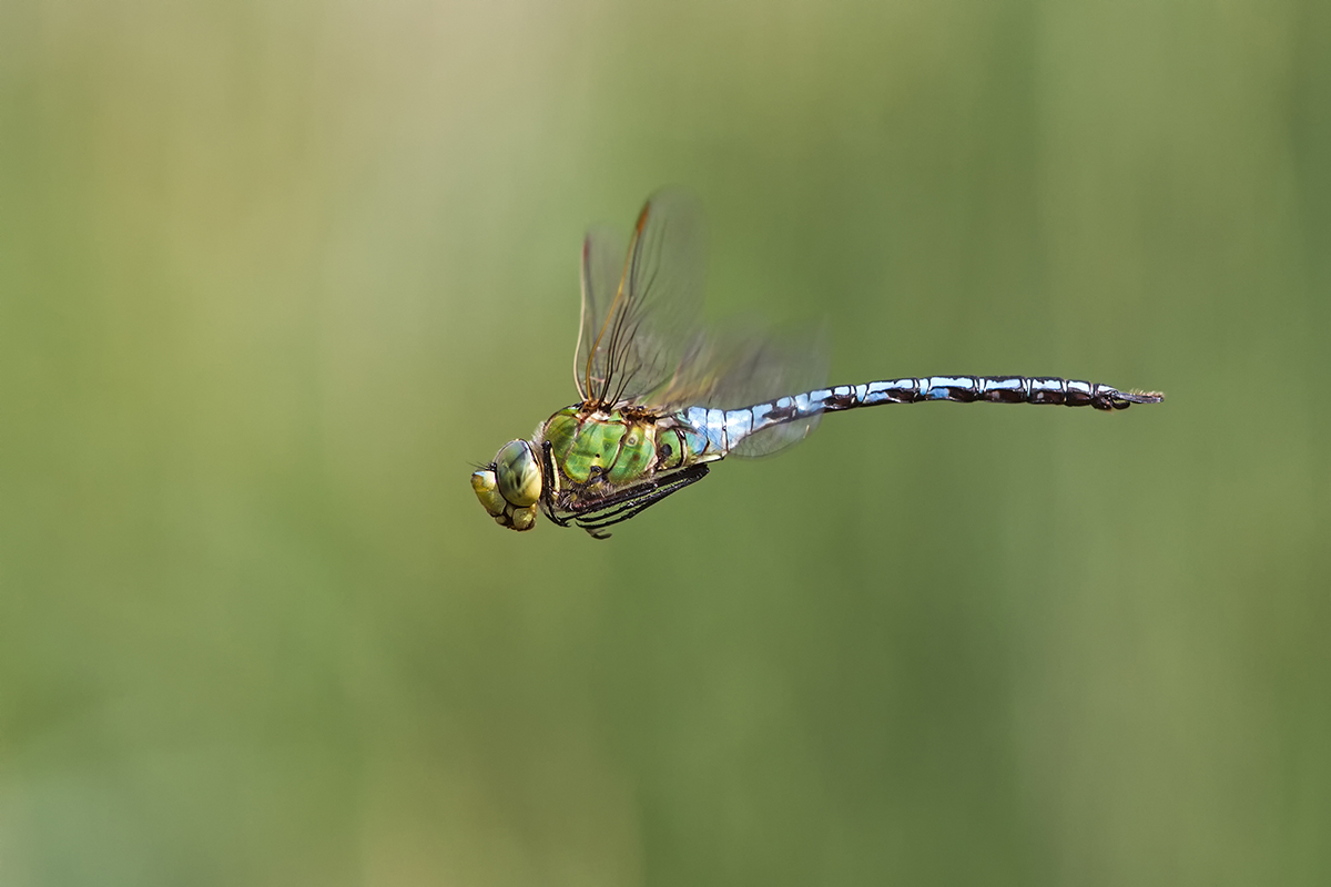 _MG_1467_Anax imperator.jpg