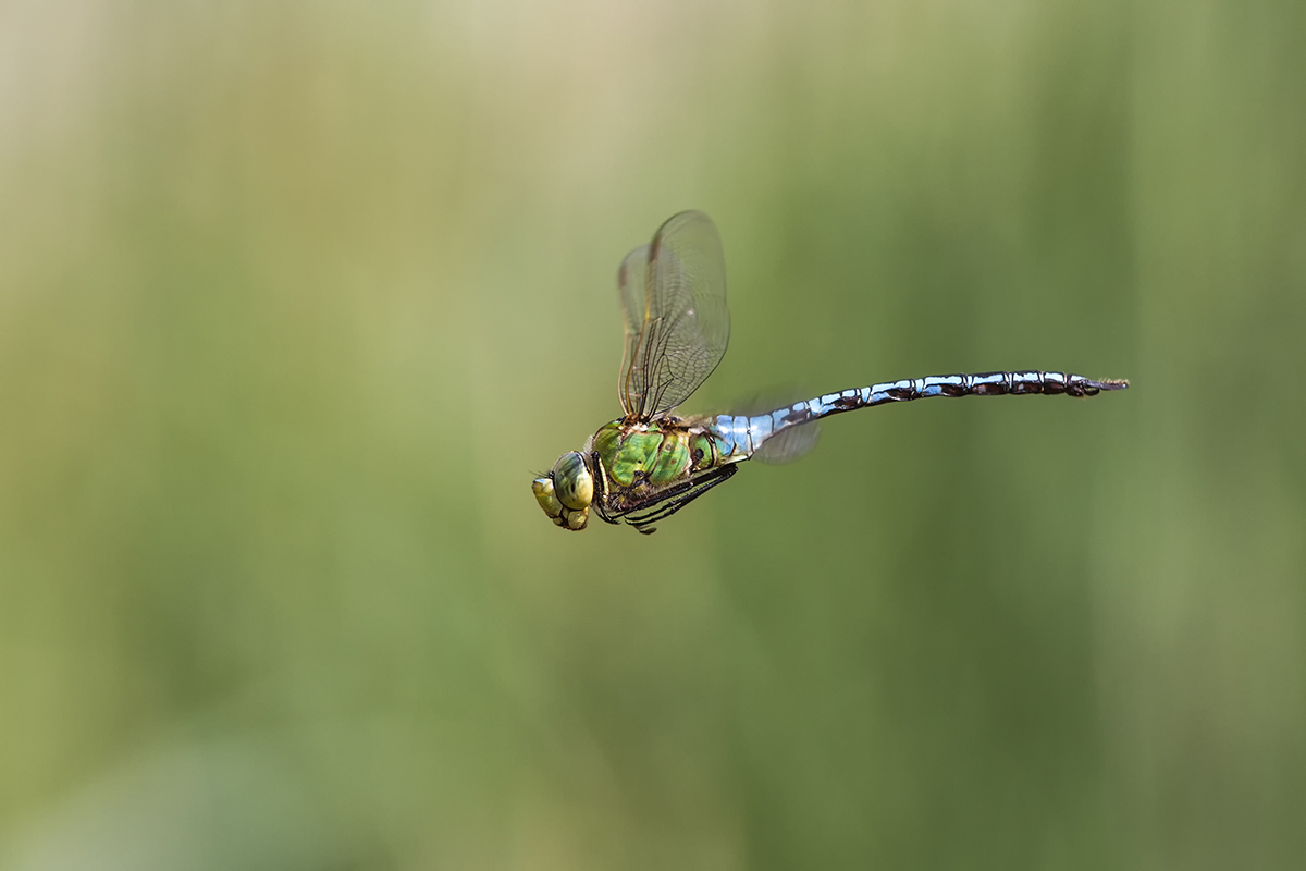 _MG_1463_Anax imperator.jpg