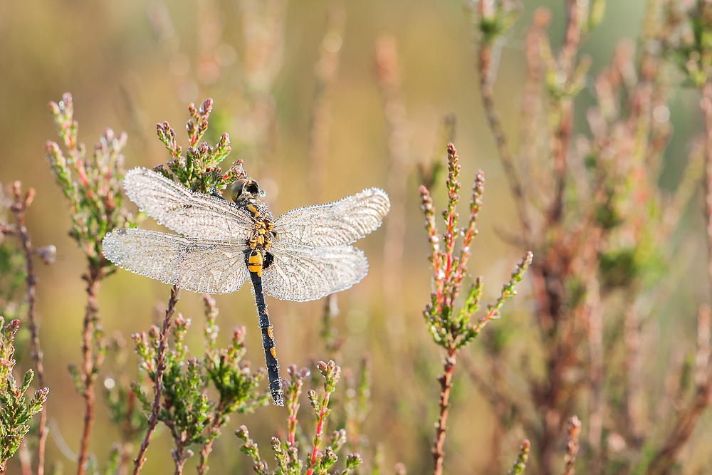 2012.06.03 05-59-04 1047-Bearbeitet.jpg