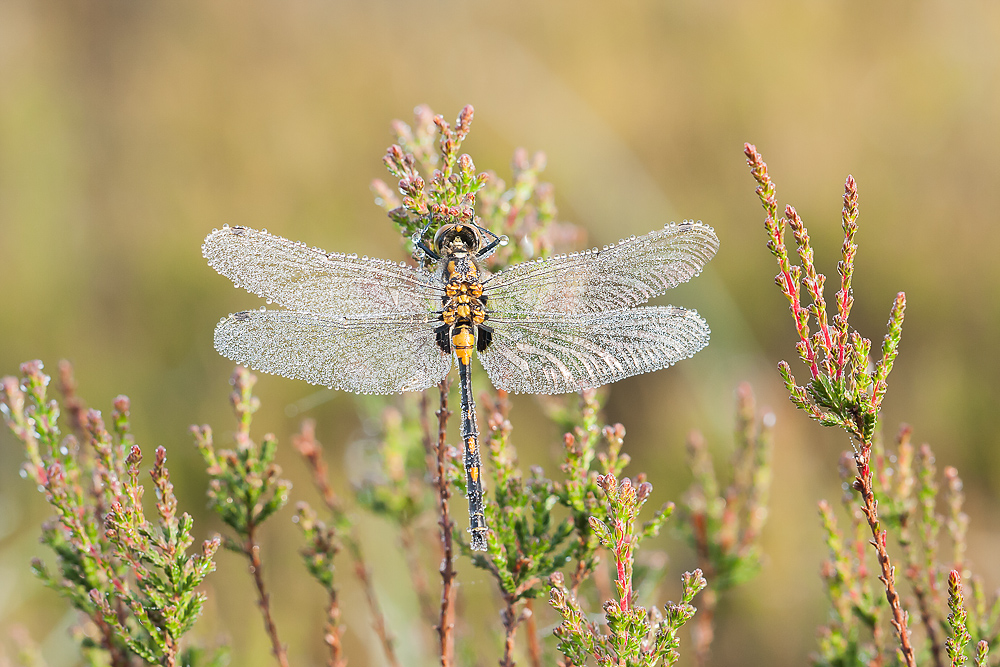 2012.06.03 05-58-11 1046-Bearbeitet.jpg