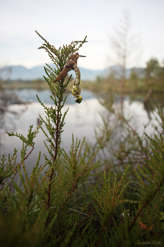 IMG_6225 Kopie +5.jpg