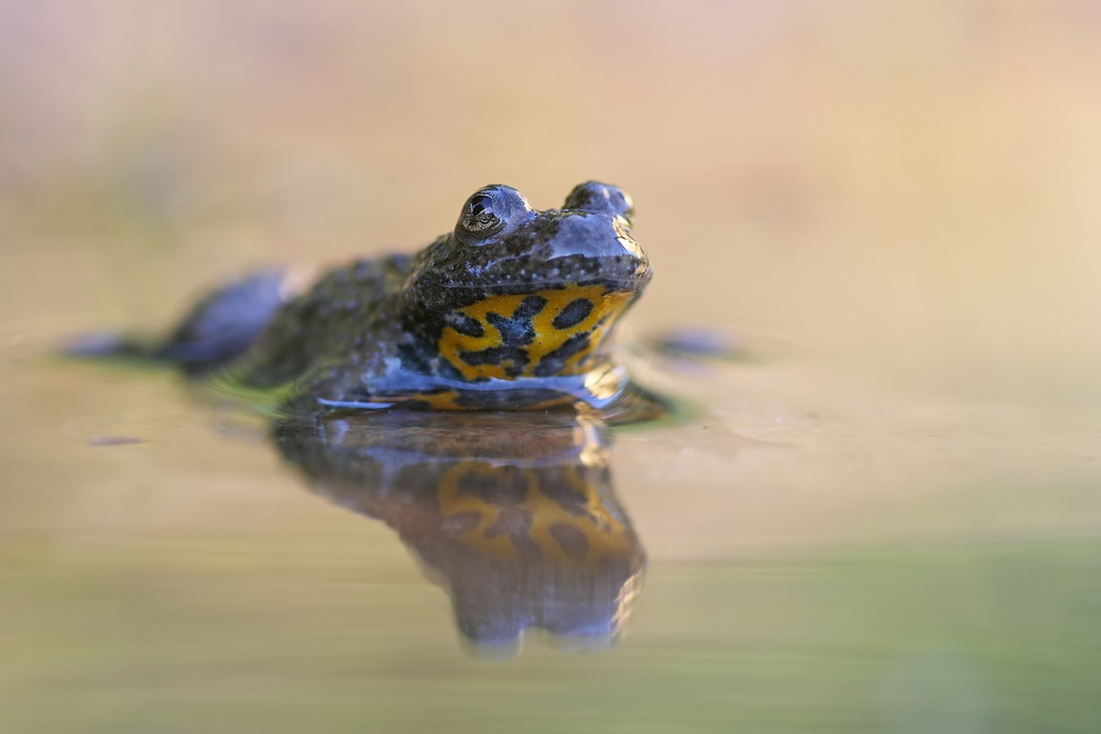 cp_Gelbbauchunke ps_filtered.jpg