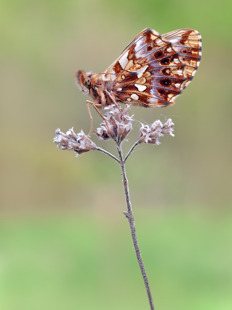 Boloria-dia-OG016570.jpg