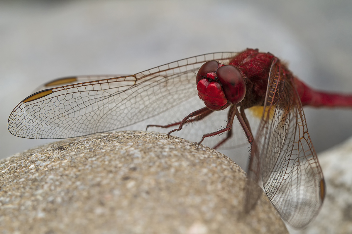 _MG_6157_Crocothemis erythraea.jpg