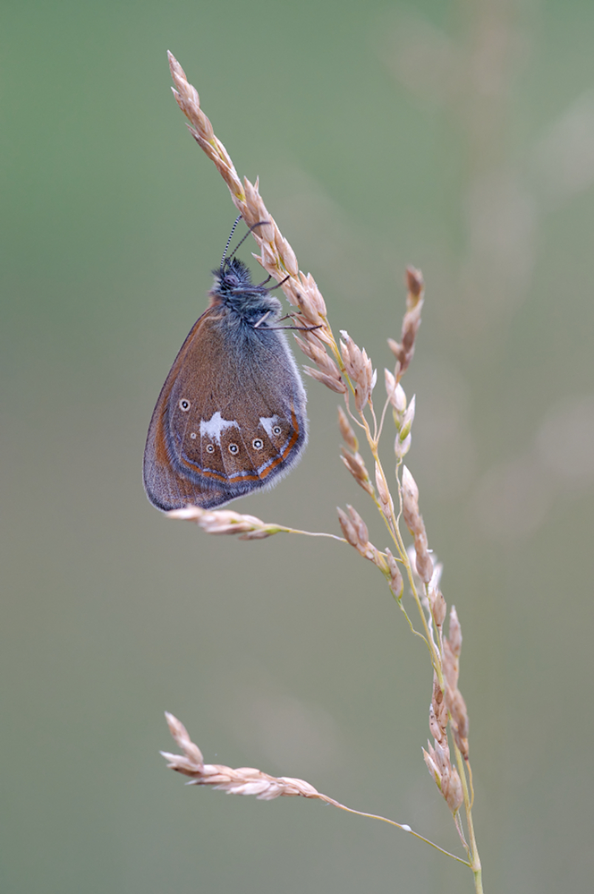 Rostfarbenes Wiesenvögelchen.jpg