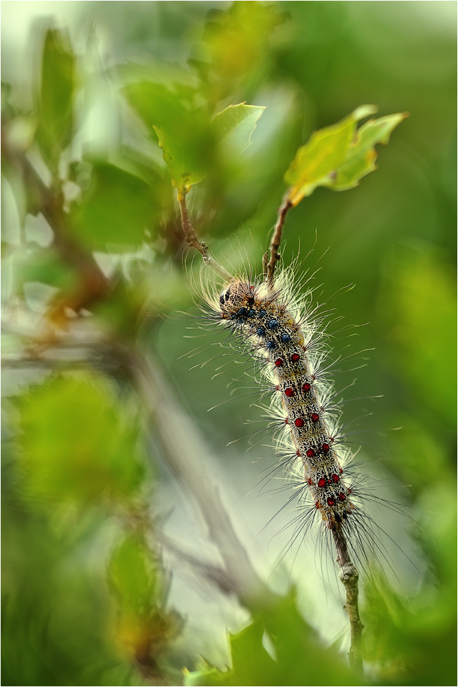 Schwammspinner_Lymantria_dispar_Raupe_Lefkas_2012_01_Forum.jpg
