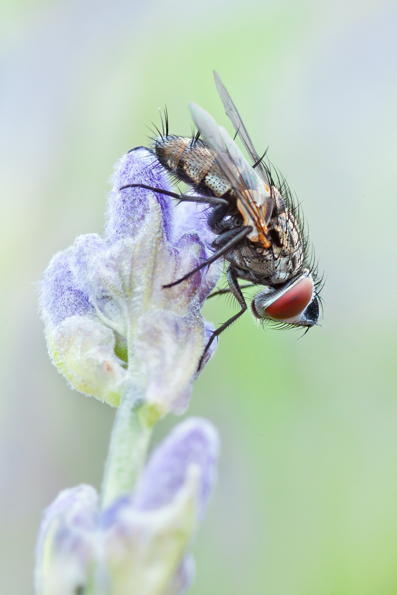 IMG_2361 als Smart-Objekt-1200px_2.jpg