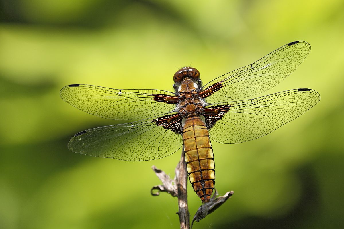 IMG_Plattbauch weiblich.jpg