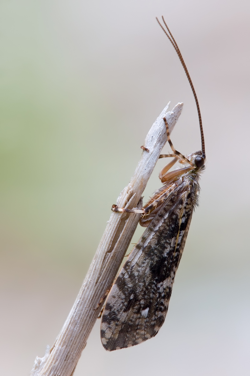 Köcherfliege_phryganeidae_ agrypnia varia2_DSC7059.jpg
