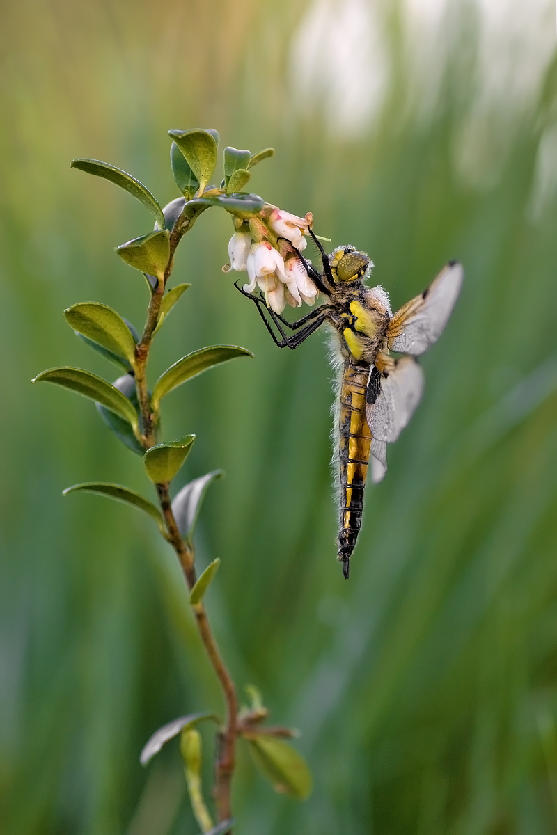 19.05.2012-moor 127.JPG