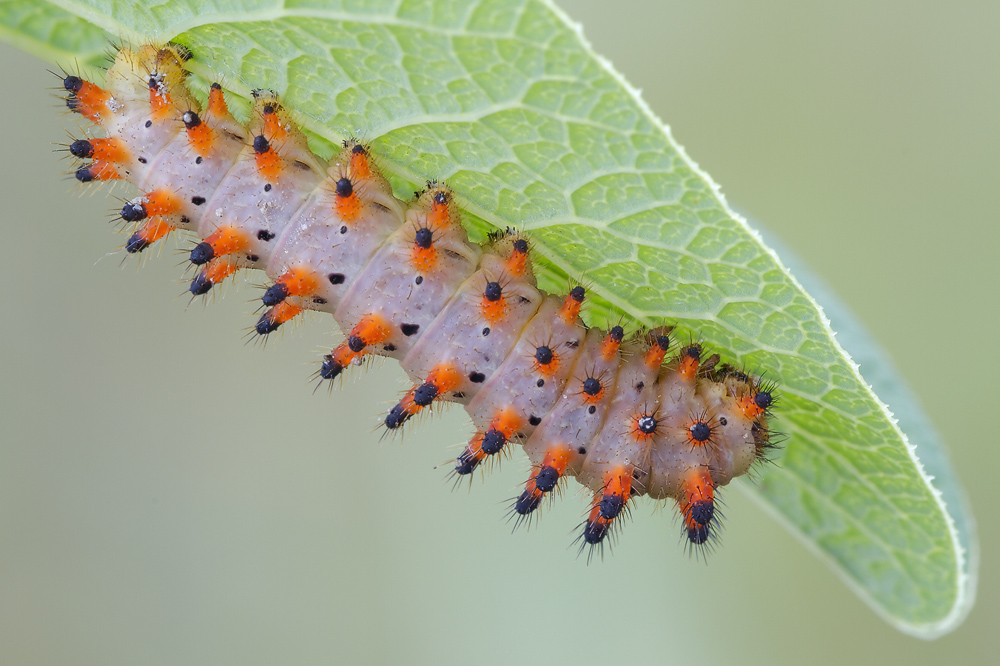 Raupe des Osterluzeifalters-4453 1,1.jpg