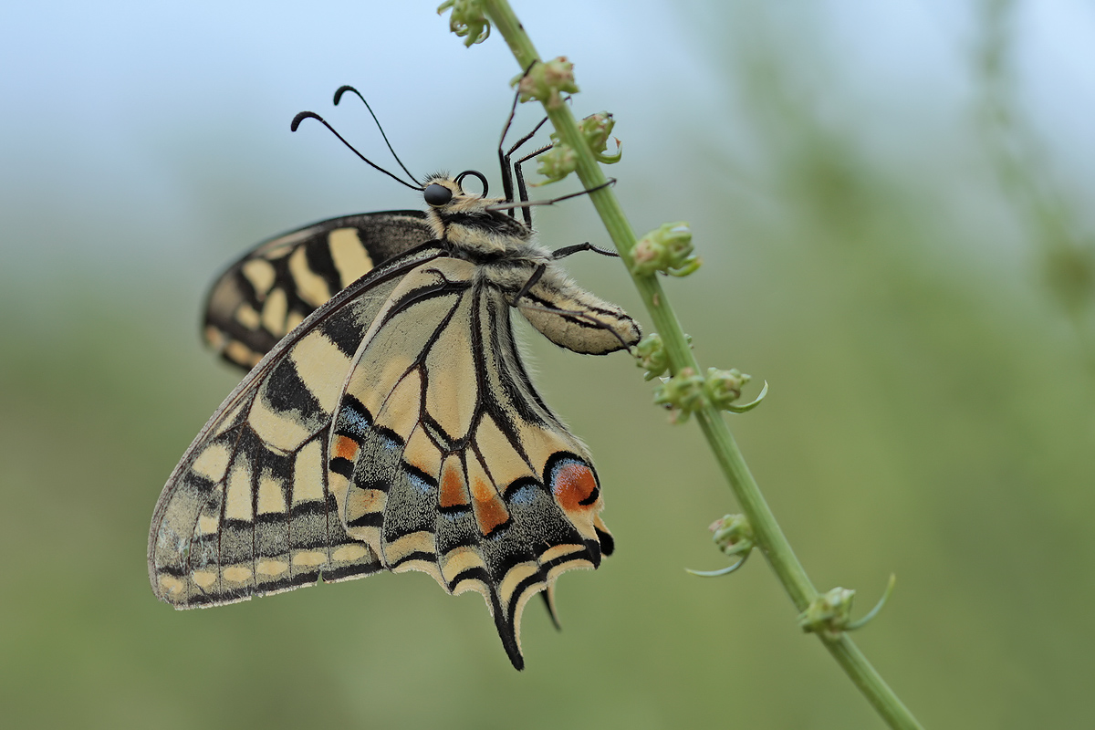 Schwalbenschwanz_IMG_0923.jpg