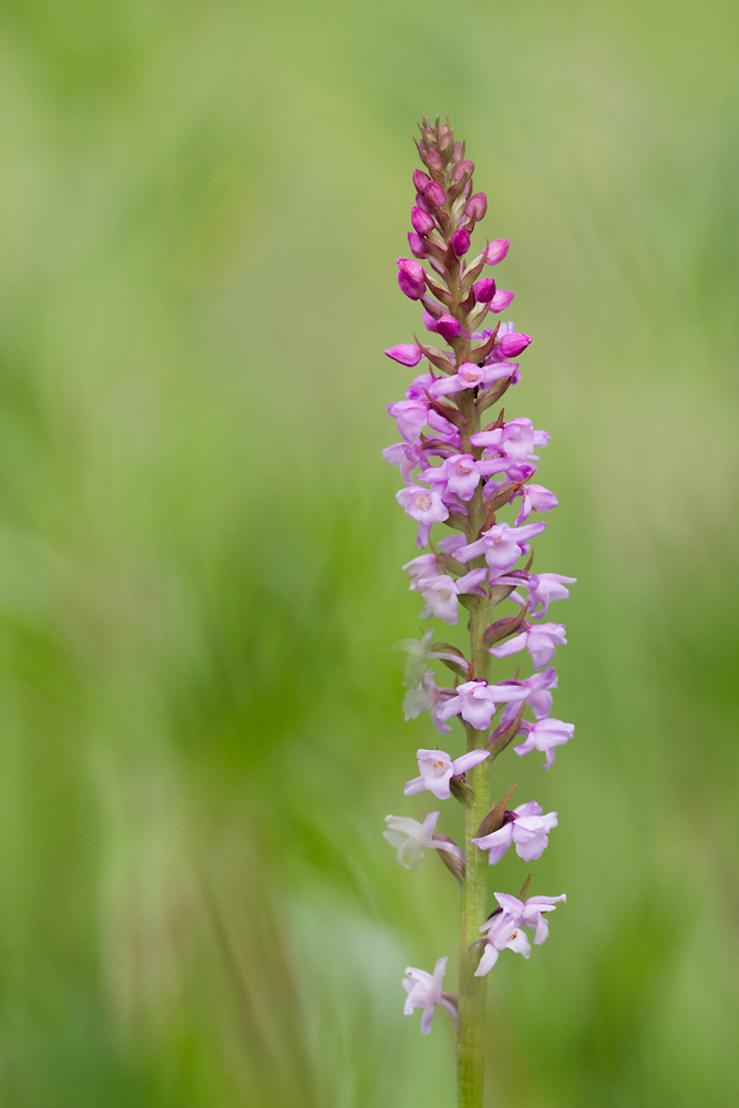 IMG_6931-Gymnadenia odoratissima_detail.jpg