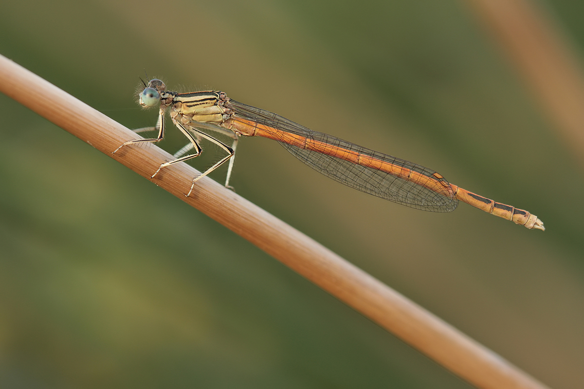 Platycnemis acutipennis_m_IMG_1356a.jpg