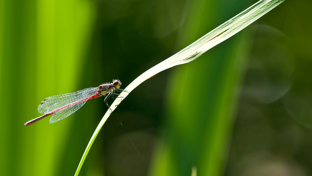 Libelle freihand.jpg