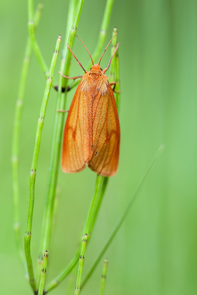 compSpanner31.5.2012HinwilDSC_3939 84%.jpg
