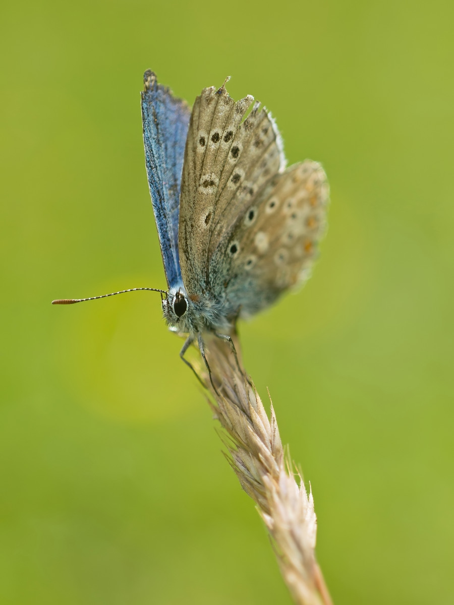 forumRAWS 054a_blue.jpg