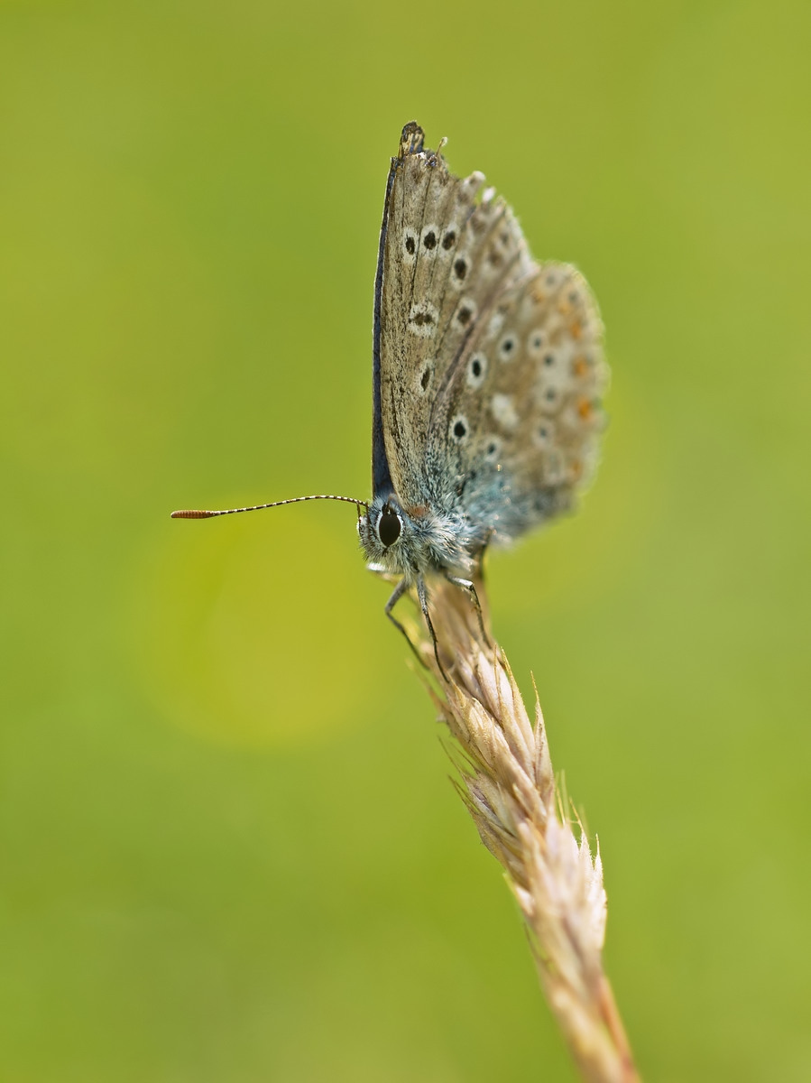 forumRAWS 055a_blue.jpg