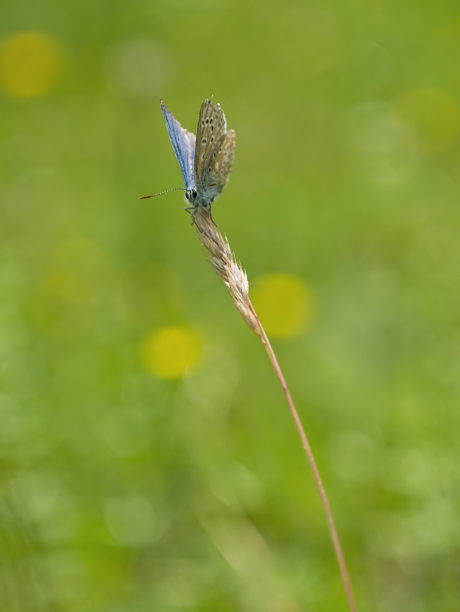 forumRAWS 053a_bläuling.jpg