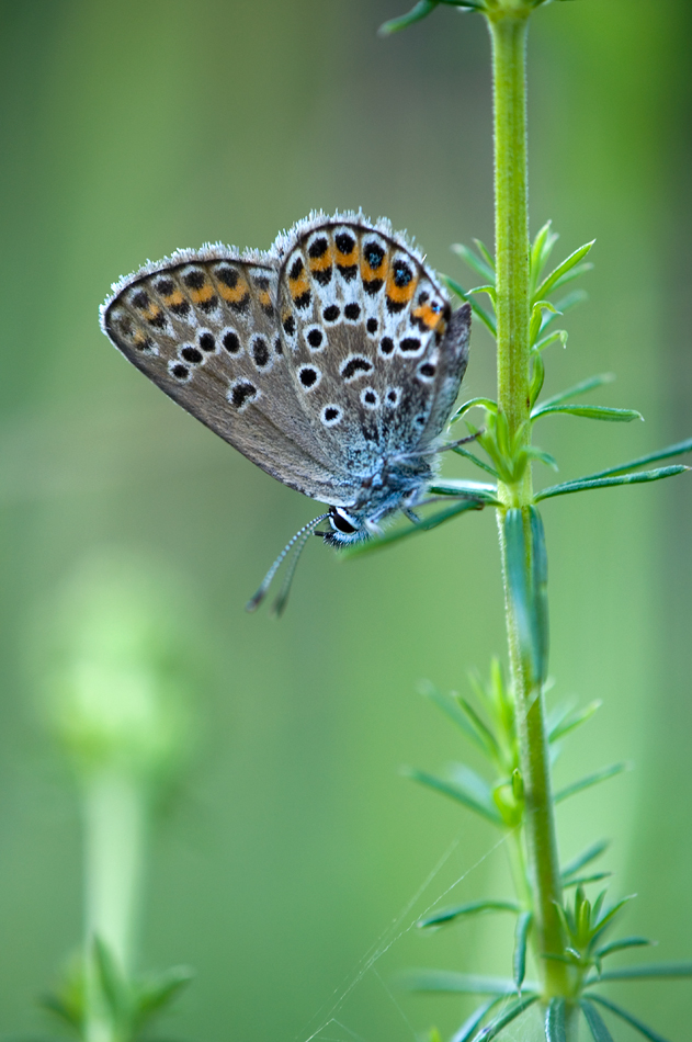 Bläuling_klein.jpg