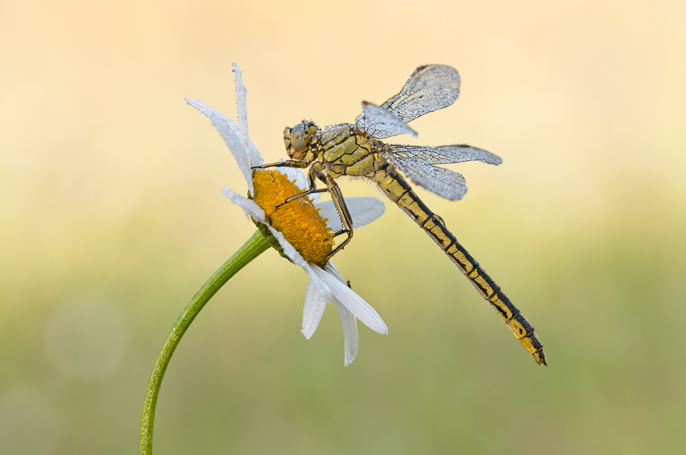 Westliche Keiljungfer10-kl.jpg