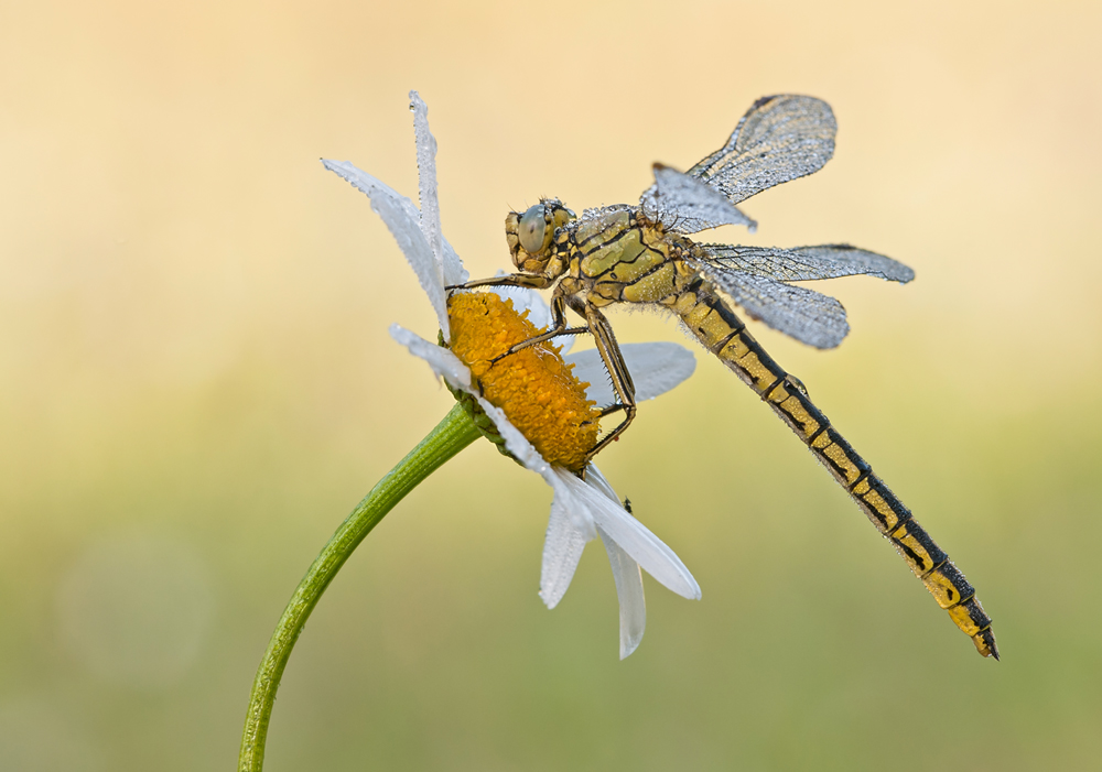 Westliche Keiljungfer10-kl1.jpg