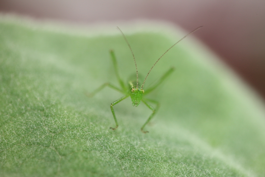 Larve der Punktierten Zartschrecke - Leptophyes punctatissima (15).JPG