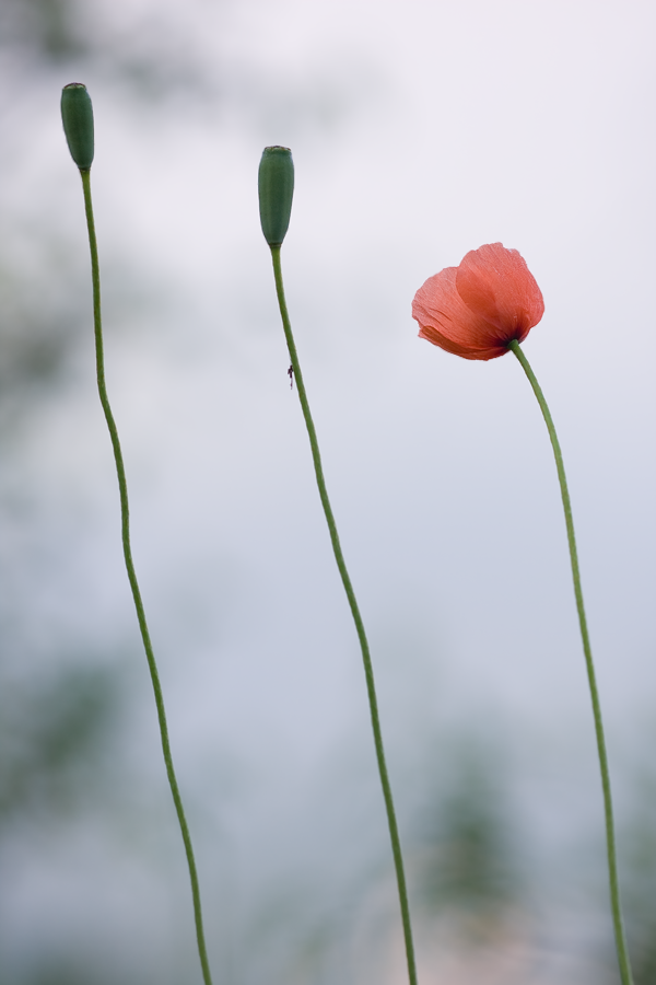 IMG_6497_3.5_1.400_100_Mohn.png