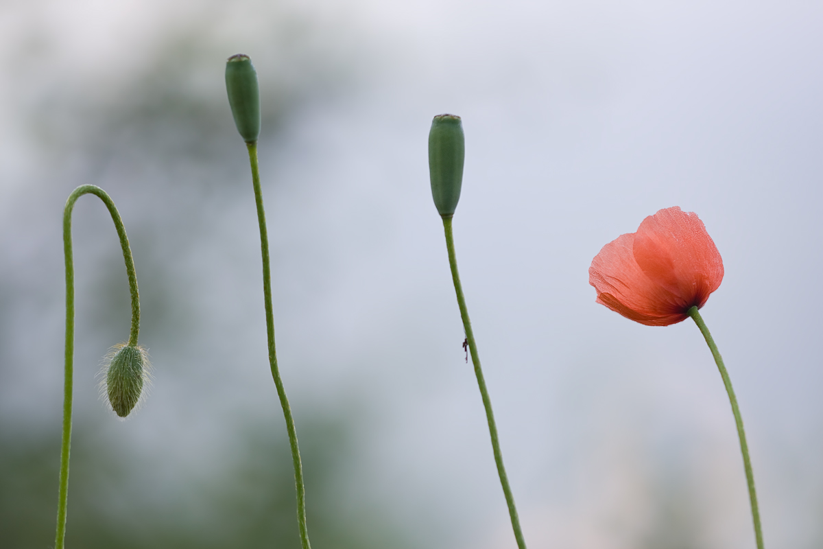 IMG_6495_3.5_1.250_100_Mohn.jpg