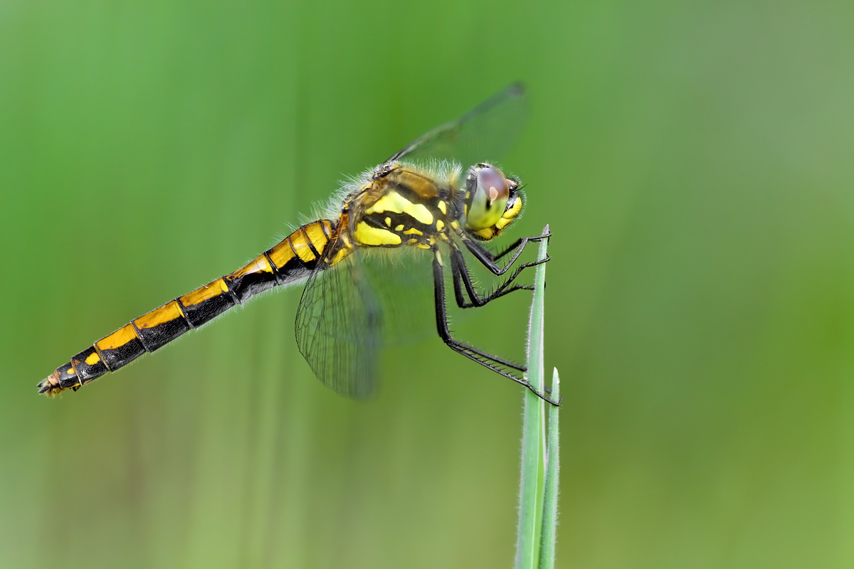 26.06.2012-moor 352.JPG