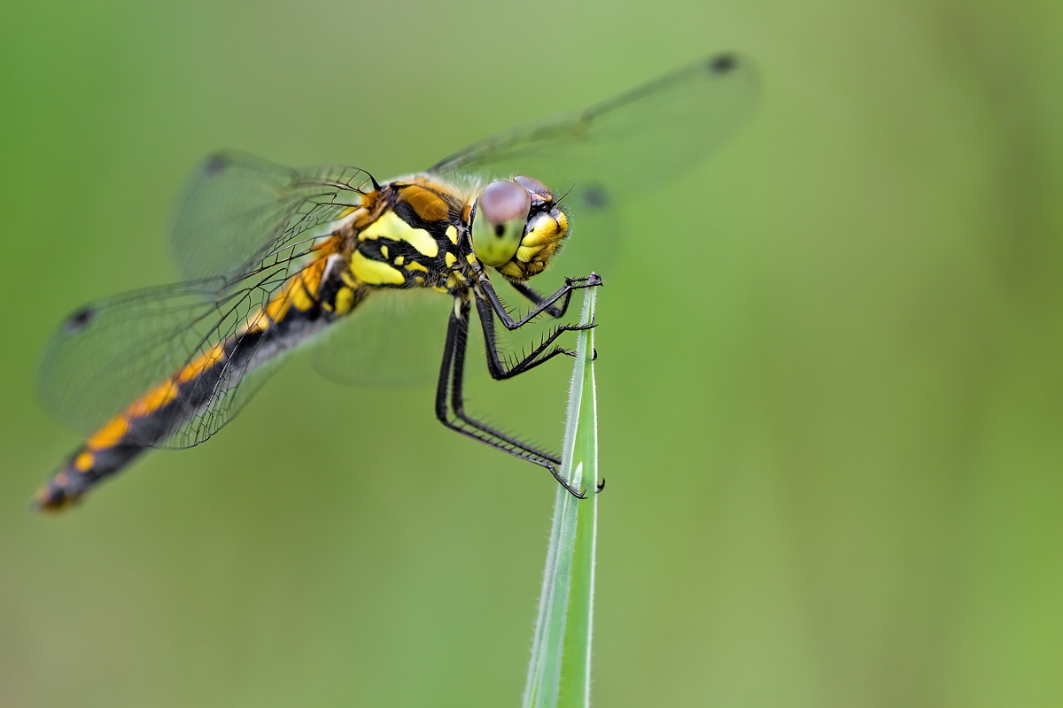 26.06.2012-moor 373.JPG