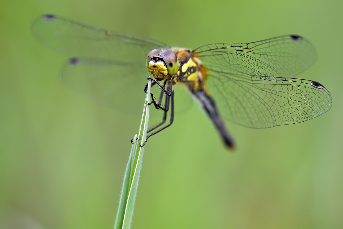 26.06.2012-moor 374.JPG