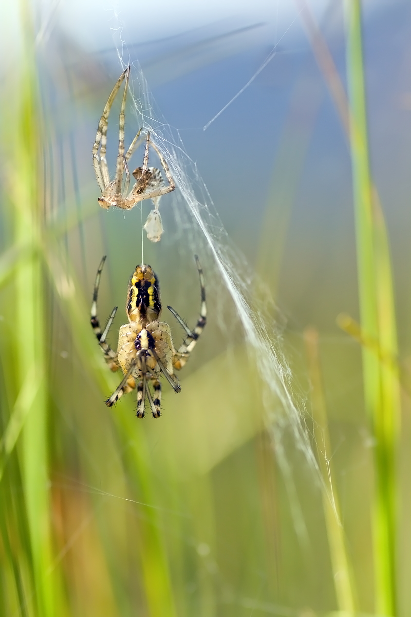 10.07.2012-moor 127.JPG