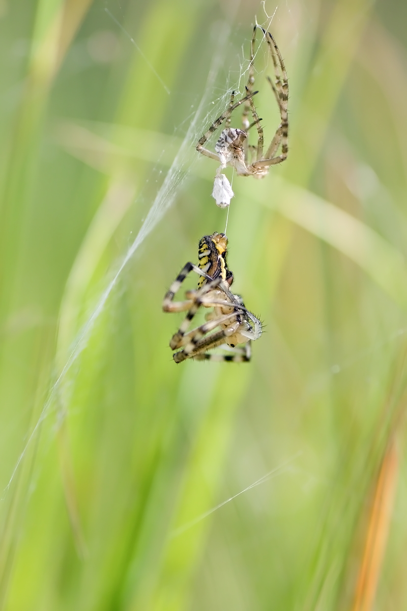 10.07.2012-moor 123.JPG